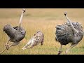 Ostrich Vs Cheetah,Tiger,Biggest Bird and Ostrich