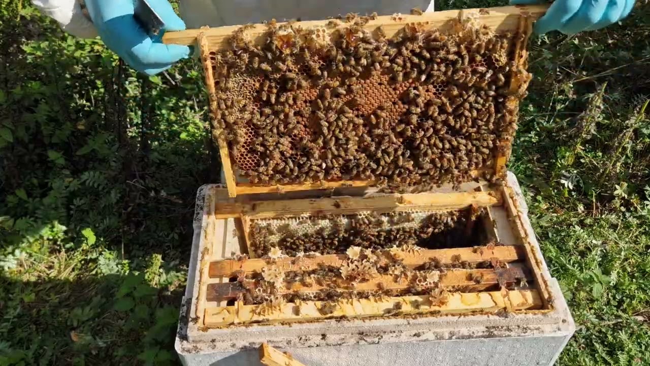 38.2025. Разработка августовских колёс для хорошей зимовки.