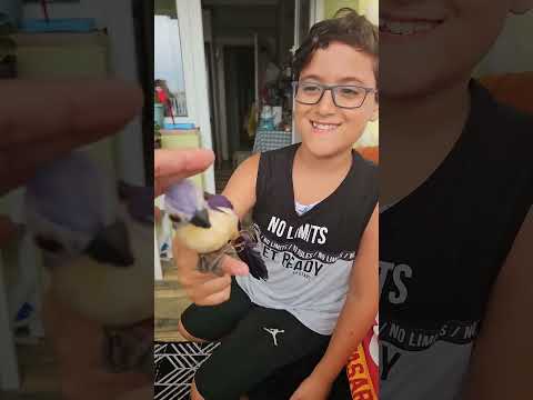 Oyuncak Kuş Ile Babamı Korkuttum Shorts 