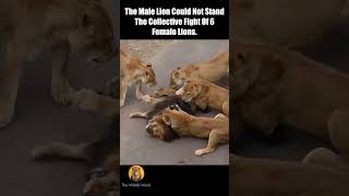 Lion vs 6 Lioness Big Fight #shorts
