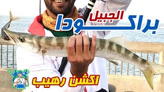 Barracuda jubail fishing