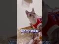 シャム猫にエジプトの音楽を聴かせたら神だった頃を思いだすA siamese cat plays Egyptian music