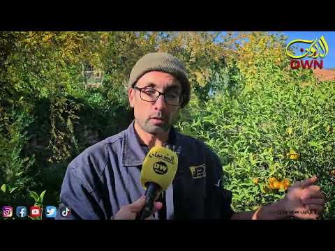 تعرف على قصة الكليمنتين من وهران إلى العالم 