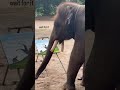 Animals are no less capable than humans; the elephant created a beautiful drawing of the mountains.🐘
