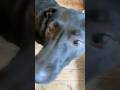 Monty So Fluffy!!! Monty Had The Full Works Today ……. Bath, Brush & Hoover!
