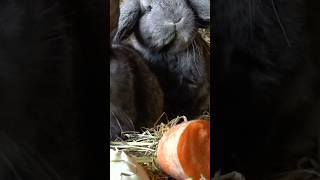 Frohe Ostern - Happy Easter with the little Easter Bunny
