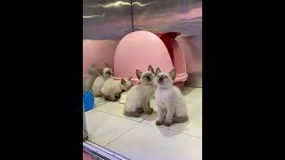 Adorable Siamese Kittens Available In Dubai - 📞Call 0528111169 for info