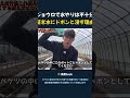 ジョウロで水やりは不十分 苗を水にドボンと浸す理由