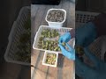 「放置多肉」をモリモリ群生に復活させよ!多肉生産者pukuouku taniku #多肉植物 #succulents #plants