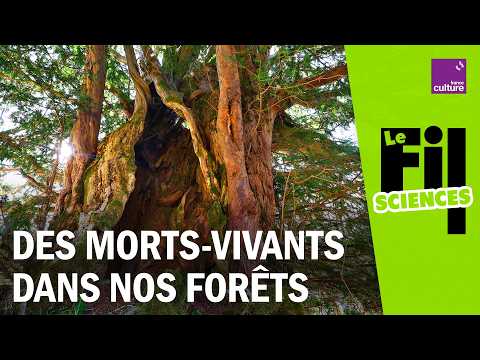 Why Hollow Old Trees Are Still Standing