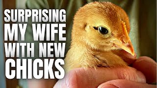 Celebrity Chickens That Lay You GREEN Eggs! Wealth