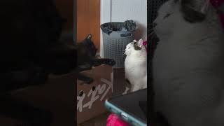 Wild Cat Battle #shorts #cats #catshorts #blackcat #whitecat #catbattle #pokemon #cutecat #trending