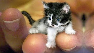 おかしい猫 - かわいい猫 - おもしろ猫動画 HD #248