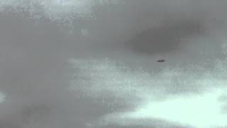 Maiden Flight Multiplex Funjet