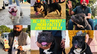 XL  XXL  Pocket  Micro Facts || American Bully Dog Breed Everything You Need to know in Hindi.