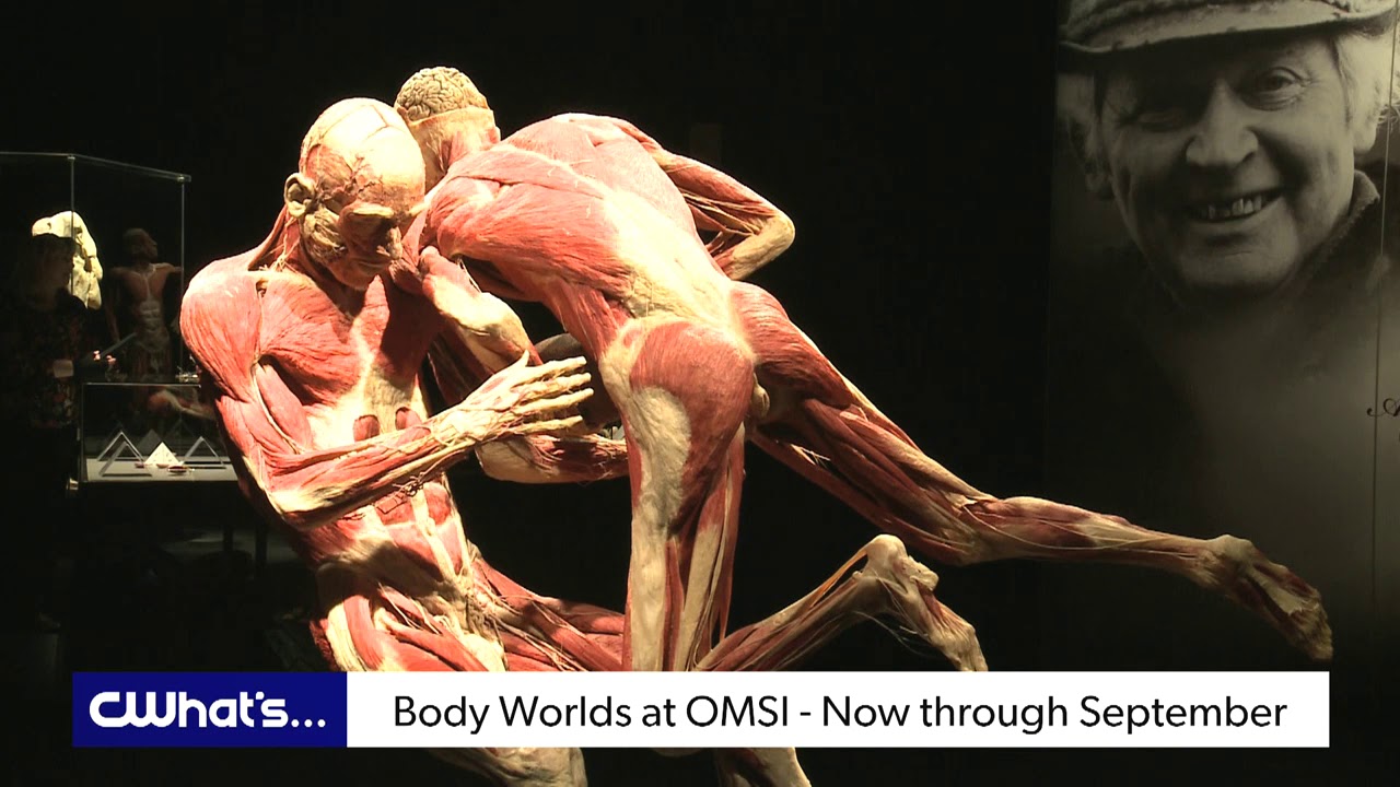 Body Worlds and the Cycle of Life at OMSI YouTube