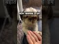 बहोत खतरनाक है हम #ytshorts #doglove #dogshorts #dog #dogs #doglife