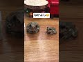 子ガエルと大人カエルが仲良く並んでご飯を食べました♪