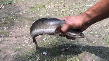 Câu Cá Lóc Sông Bằng Vịt Dính HuGo Dưới Đám Lụt Bình