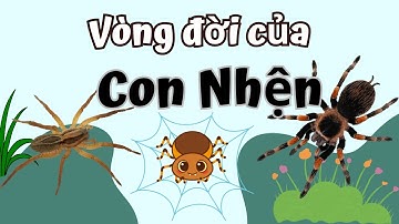 Vòng Đời Của Con Nhện Bao Nhiêu Ngày? Spider Life Cycle