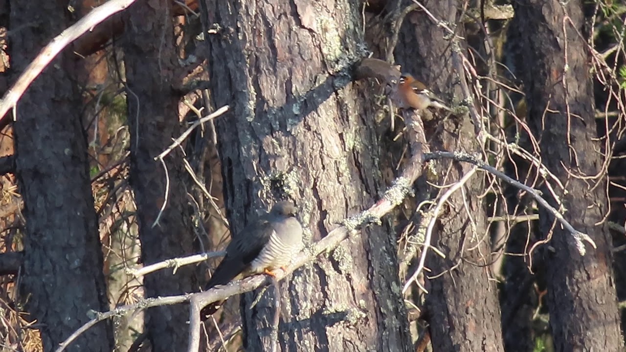 Gök - cuckoo - Cuculus canorus 