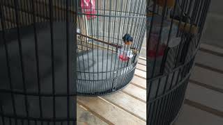 MB HAYABUSA minum DHT #muraibatuindonesia #kicaumania #muraijantan #birds #muraif4