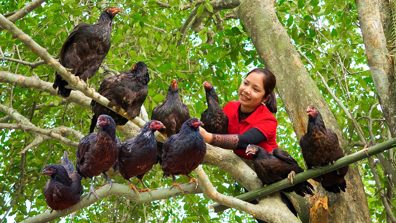 Harvesting 1000+ Wild Chicken Sell At The Market, How Easy Get Giant Eggs from High Tree Tops