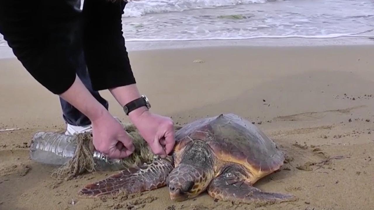 Two guys save turtle wrapped in plastic - YouTube