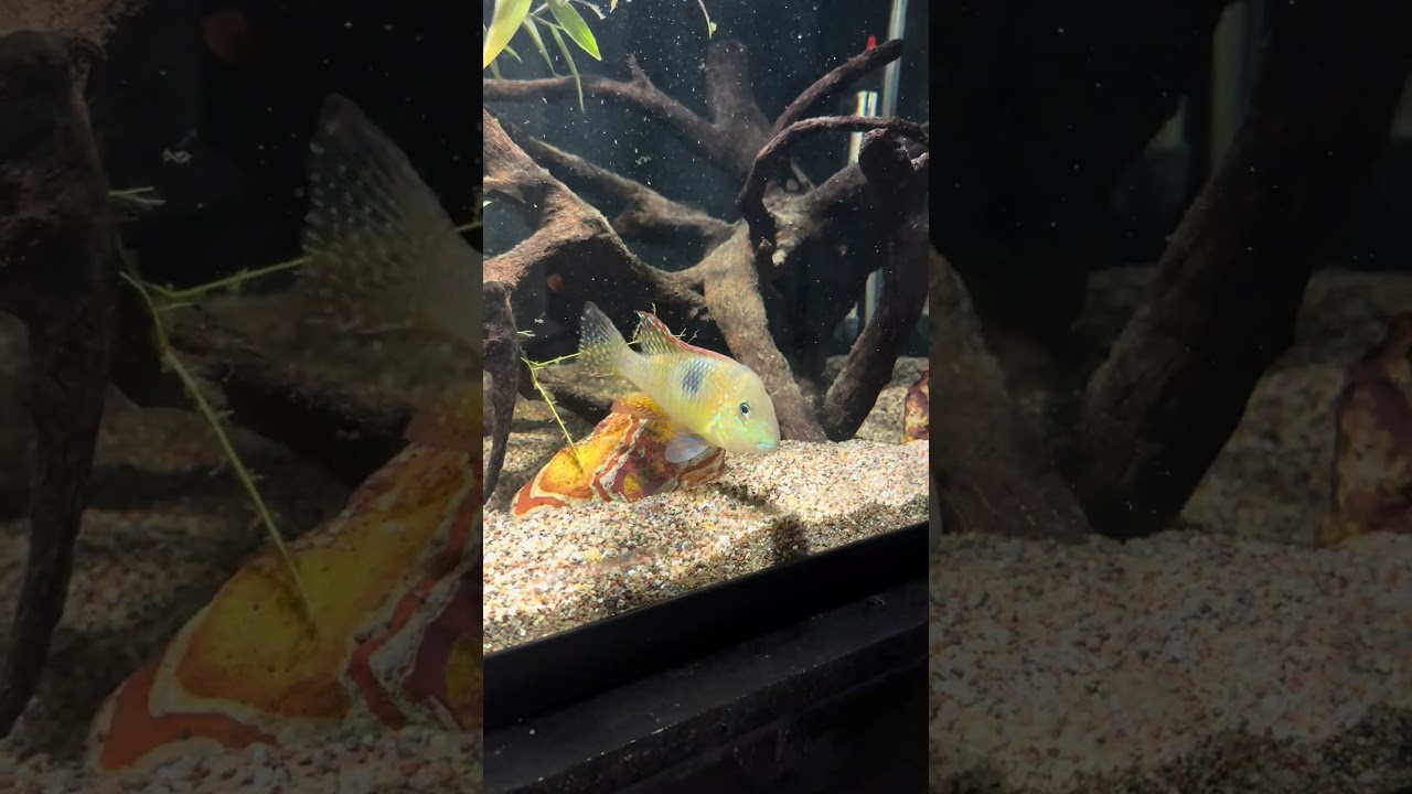 Feeding the 40 Gallon Tank!