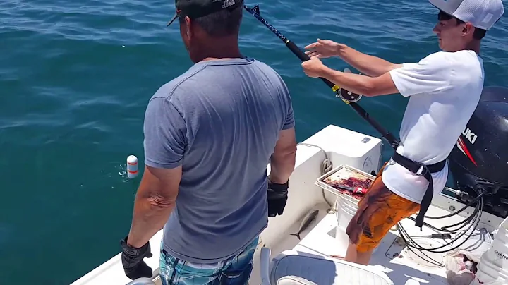 Great White caught while shark fishing Long Island, New York.