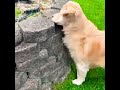 funny dog trying to catch squirrel 🤣😍 #shorts #viral #animals #dog #squirrel