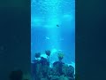 Huge Sharks SeaWorld Australia #shark #seaworld #shorts #fishing #trending #shorts #viral #travel