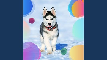 Pulsating Moods for Chilled Pups