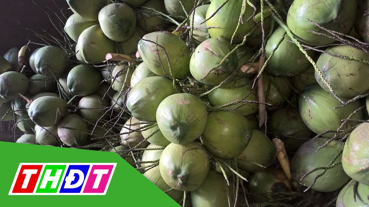 Giá Dừa Biến Động Trái Chiều | Thdt - Youtube