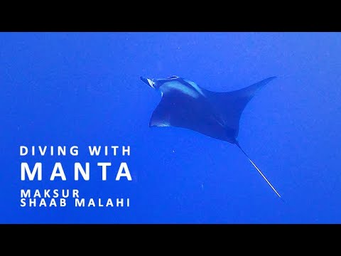 Freediving with manta on coral reef in Egypt (Maksur, Shaab Malahi)