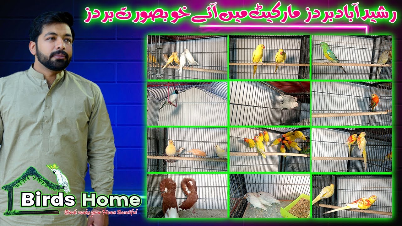 Rasheed Multan Rasheed Abaad Birds Market #multan #foryou #youtube #viral #bird - YouTube