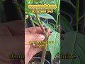 Kaki – Răbdarea face diferența: Începutul vegetației explicat.
