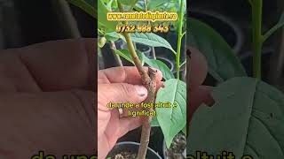 Kaki – Răbdarea face diferența: Începutul vegetației explicat.