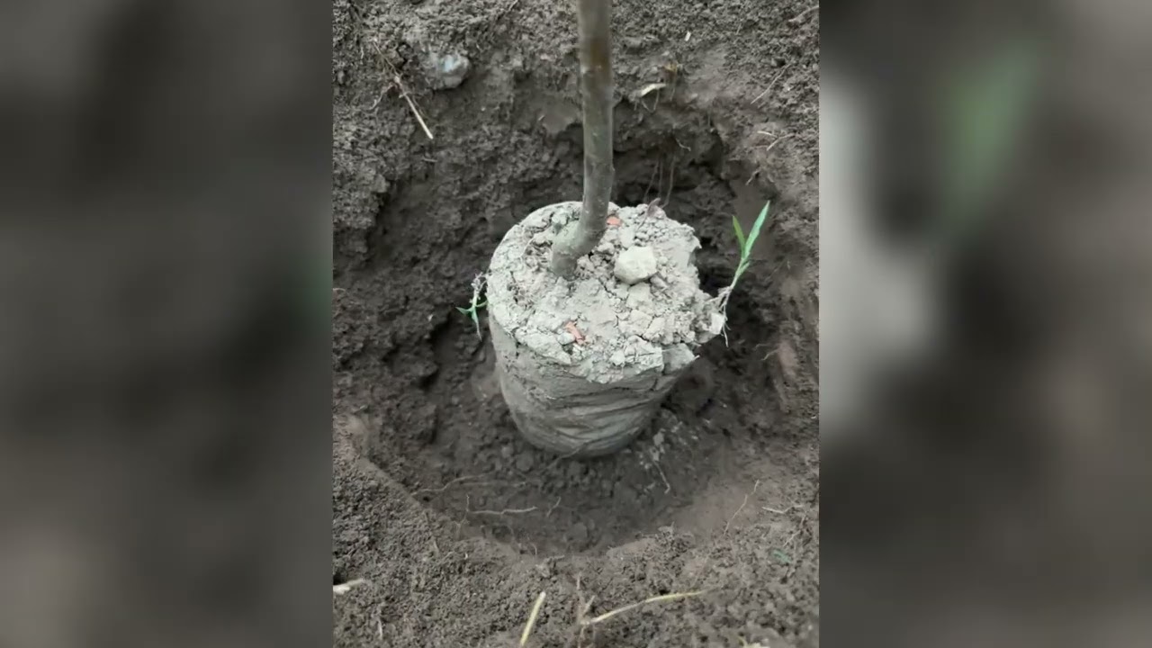 Big size peach 🍑 variety planted