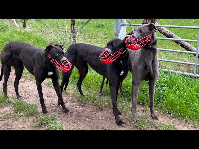 Guess Who Back - Training Greyhound’s Ep. 35 class=