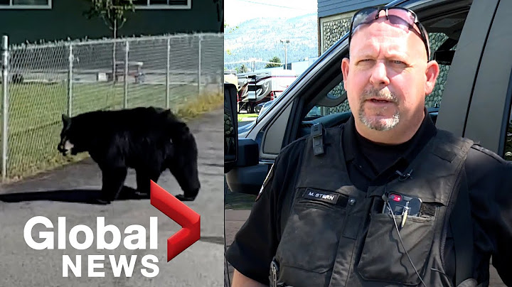 Man punches bear during close encounter in Naramata, BC
