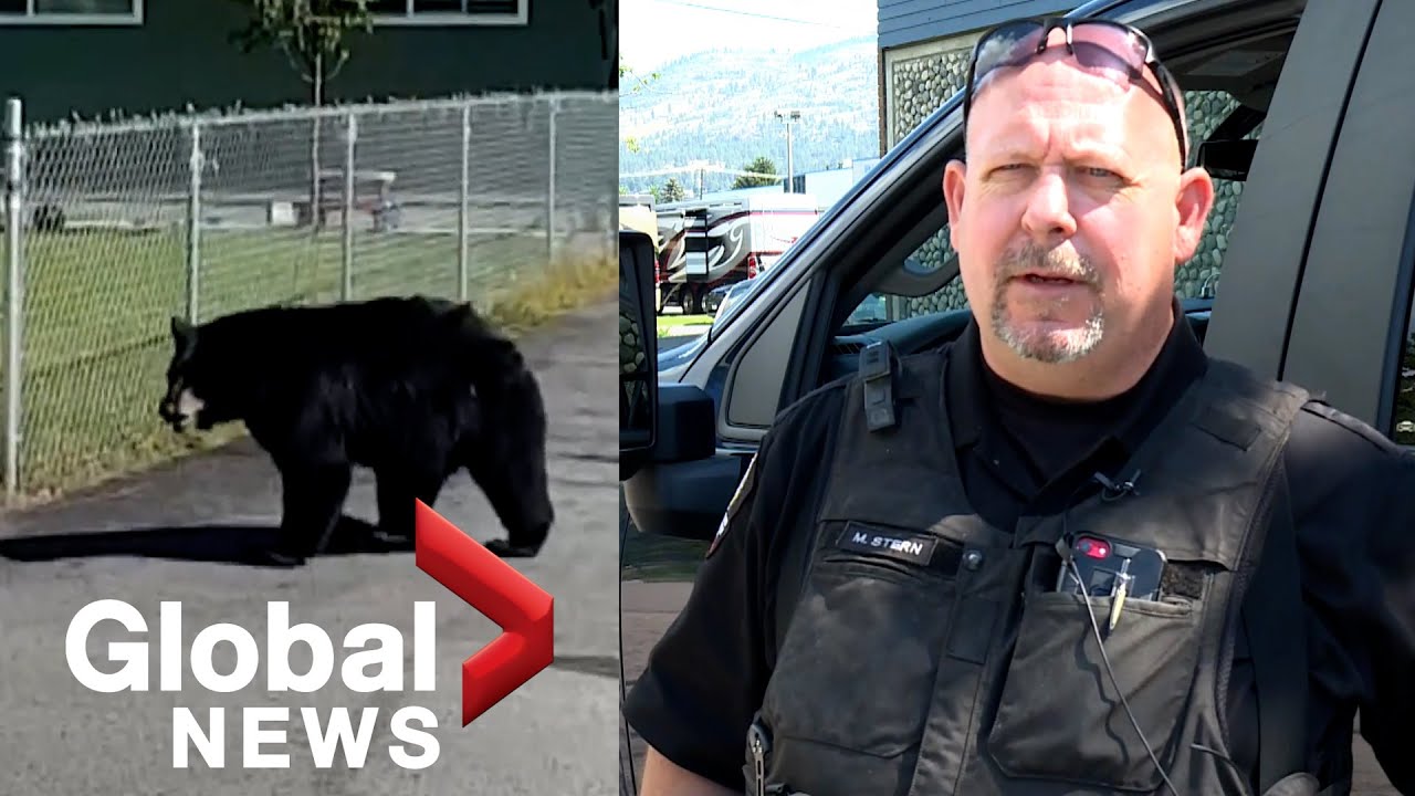 Man punches bear during close encounter in Naramata, BC YouTube