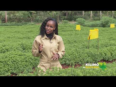 ⁣Kilimo na Biashara | Mint Farming Kenya - 23 Apr 2021