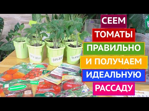 ВСЁ О РАССАДЕ ТОМАТОВ: КОГДА И КАК СЕЯТЬ, КАК ПРАВИЛЬНО УХАЖИВАТЬ!