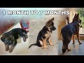 German Shepherd Puppy Growing from 30 Days to 7 Months | Long Coat GSD Puppy Transformation