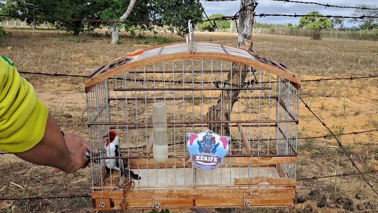 Xerifão na pegada livre, máquina!...