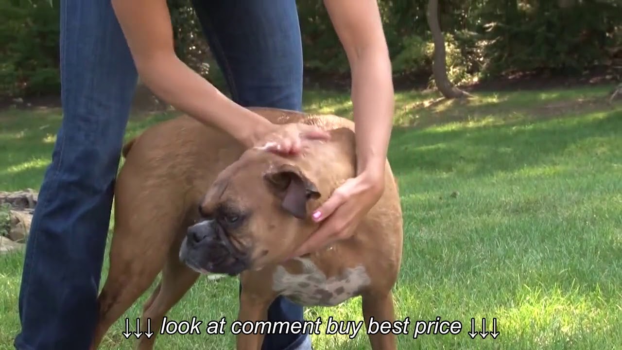 Allersearch Pet+ Pet Shampoo Pet+ Oatmeal Dog Shampoo YouTube