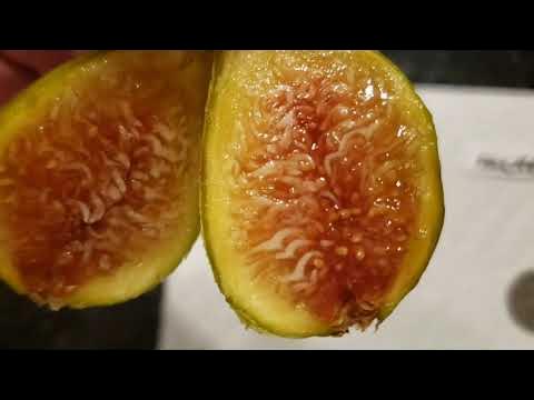 Sucrette Fig  Comprehensive Variety Review