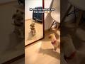 Puppy thought his reflection was a stranger! 🤣😭 #shorts #dogmom #puppyreaction #usa