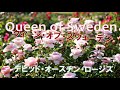 【品種紹介】クィーン・オブ・スウェーデン（イングリッシュローズ）